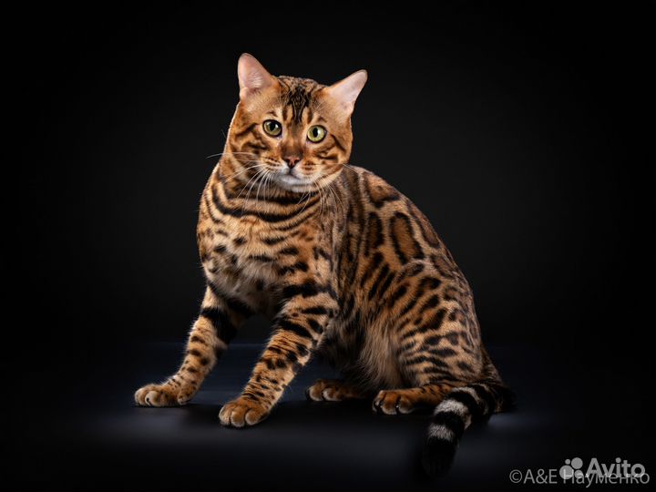 Бенгальский котик