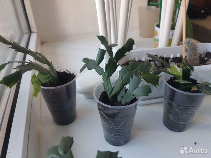 Цветок декабрист