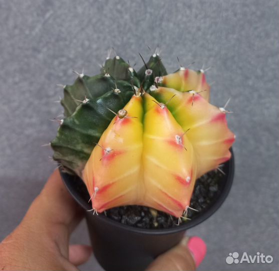 Кактус гимнокалициум вариегатный d 7,5