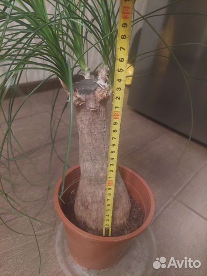 Нолина (бутылочное дерево)