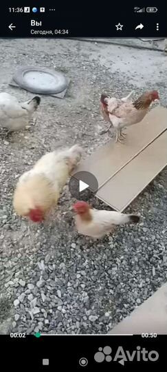 Куры домашние