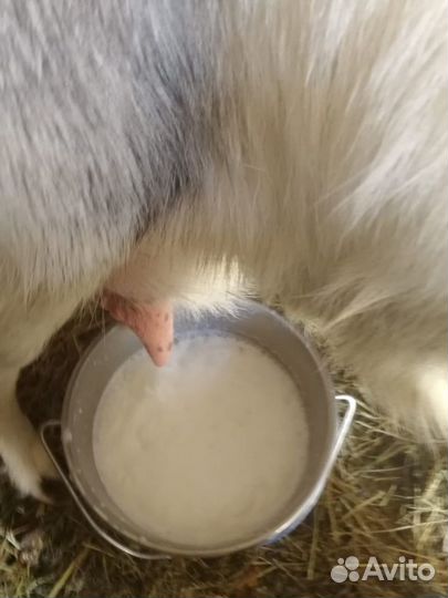 Козье молоко