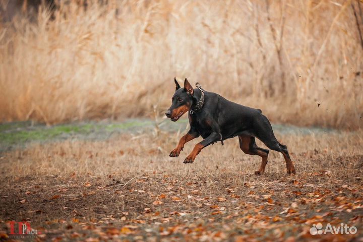 Дрессировка - Передержка собак у кинолога