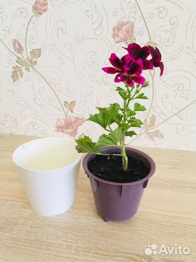 Герань королевская 35 см