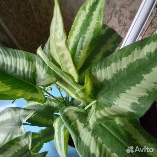 Шизматоглоттис