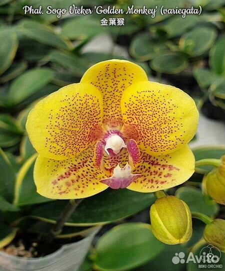 Орхидея Phal. Sogo Vieker 'Golden Monkey'