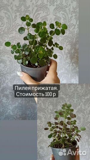 Пилея прижатая,плектрантус Мона Лавендер,лудизия