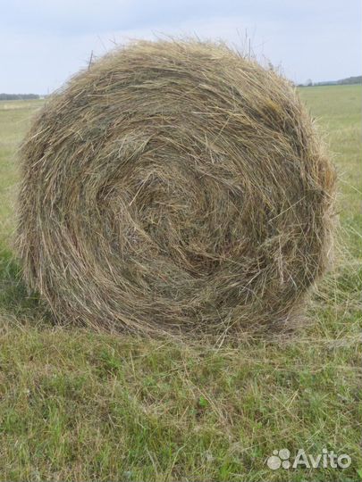 Продам сено в рулонах
