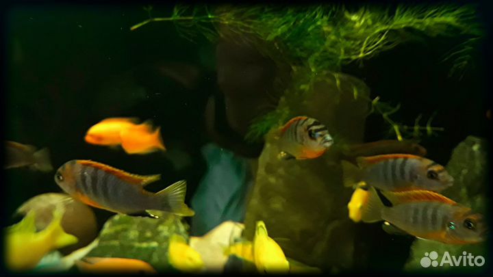 Рыбки.цихлиды 100-200