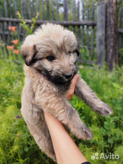 Замечательные щенки