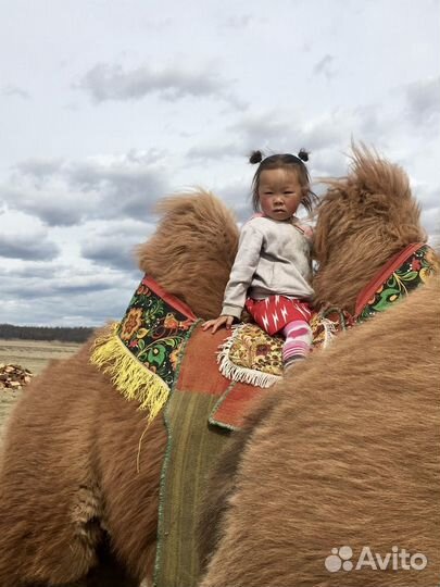 Монголия озеро Хубсугул 14-16.06, 21-23.06