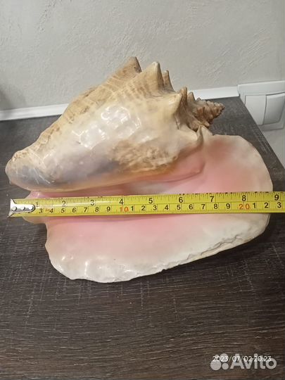 Продам ракушку