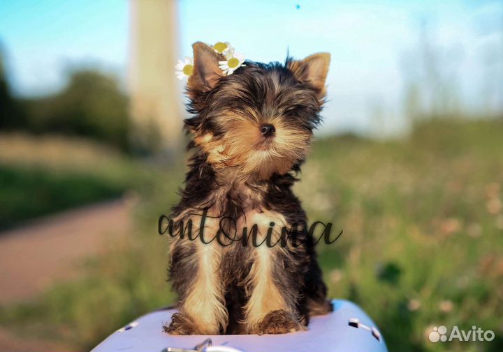 Мини девочки