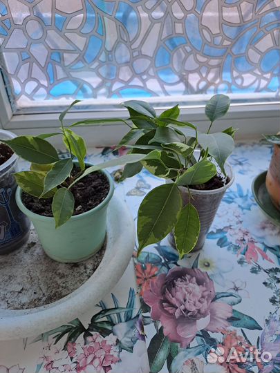 Фикус бенджамина пестролистный