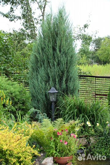 Можжевельник китайский Стрикта