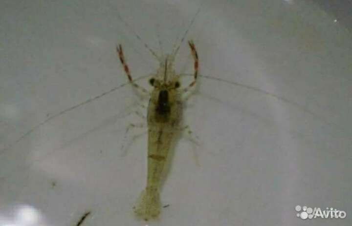 Макробрахиумы,Гуппи,Мелании