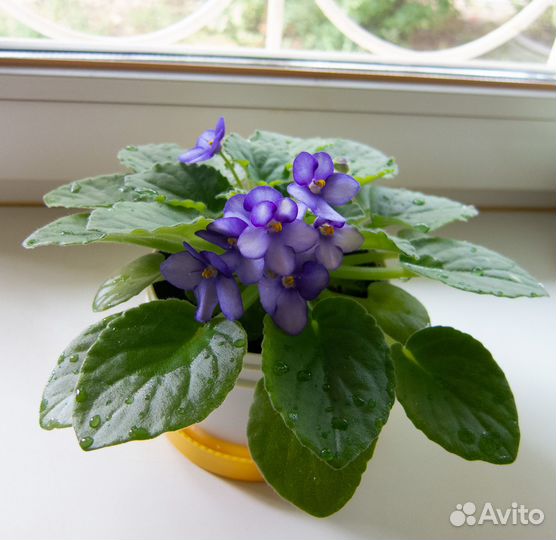 Узамбарская фиалка (сенполия)