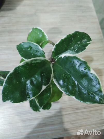 Хойи- срезкой