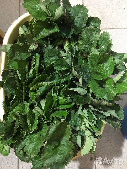 Клубника купчиха