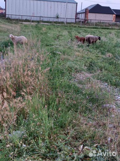 Овцы бараны