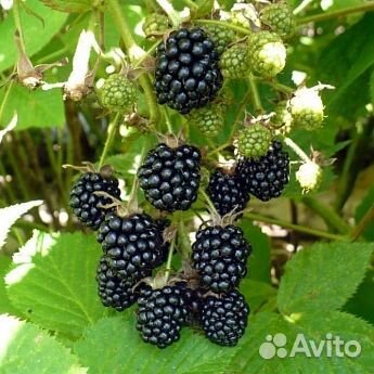 Саженцы Ежевика Агавам