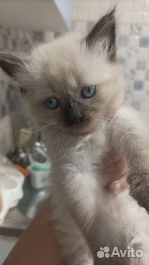 Невская маскарадная