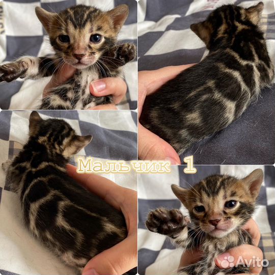 Бенгальские котята с документами разного возраста
