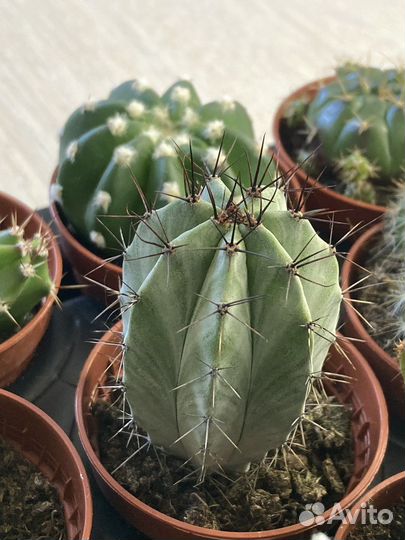 Комнатные цветы кактус эчеверия