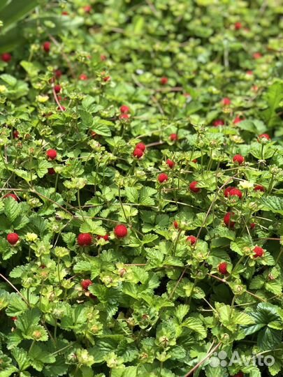 Многолетние садовые цветы, тимьян, хосты, гвоздика