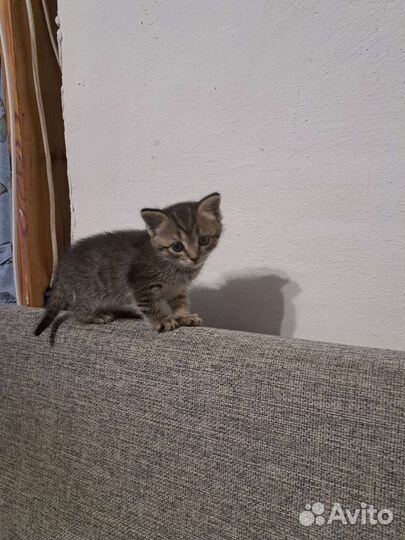 Кошка в дар бесплатно