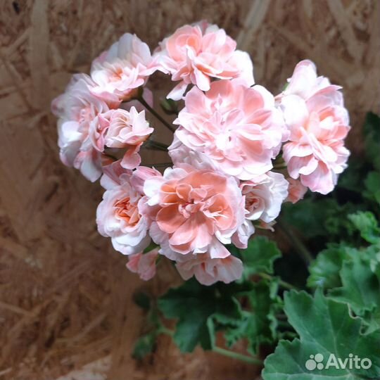 Пеларгония