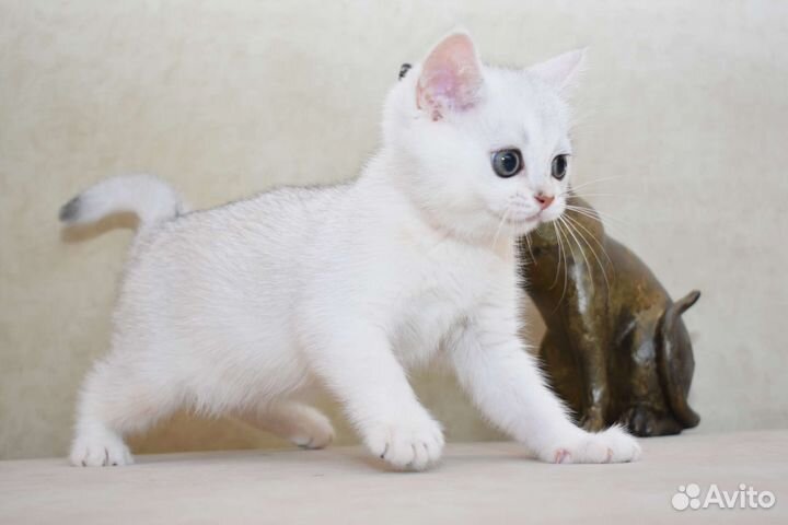 Шотландские котята. Питомник