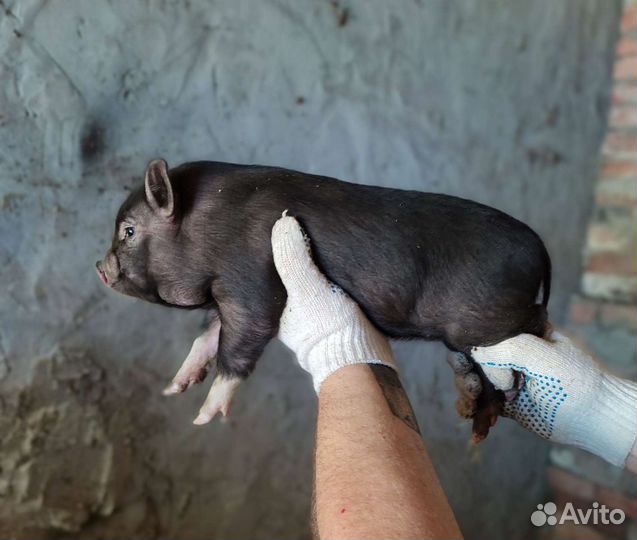 Вьетнамские вислобрюхие поросята