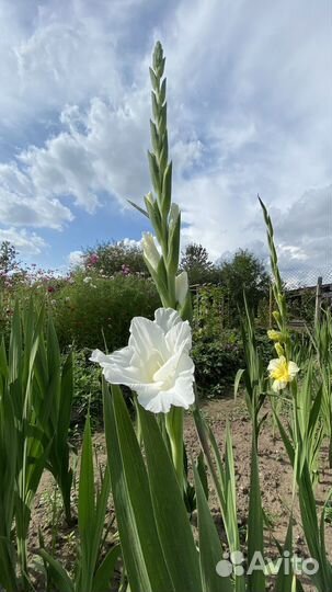 Гладиолусы букет