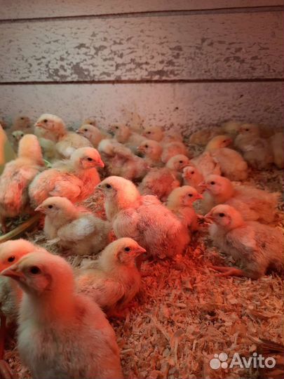 Цыплята подрощенного бройлера
