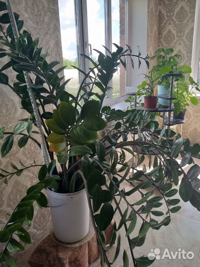 Замиокулькас цветет долларовое дерево