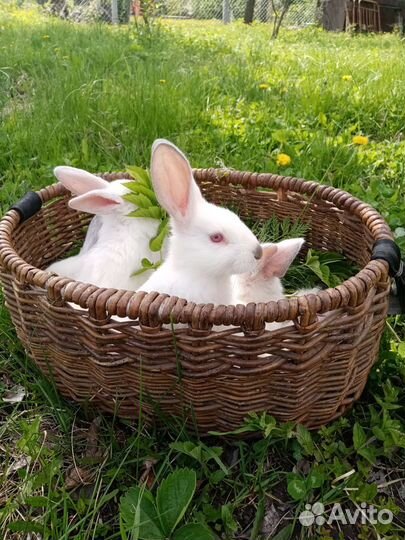 Крольчата Калифорнийской породы