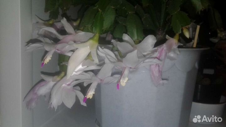 Комнатный цветок.Эпифиллум.Декабрист.Кливия