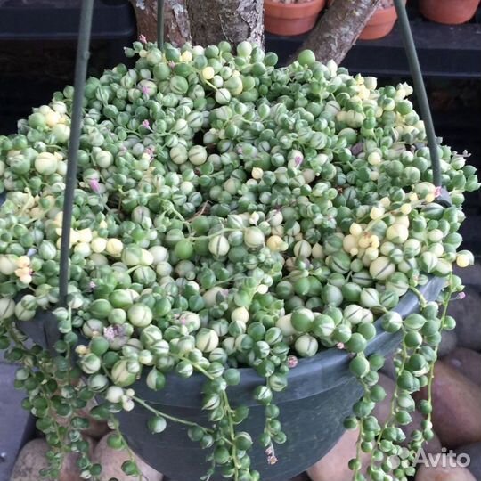 Крестовник роули, вариегатный