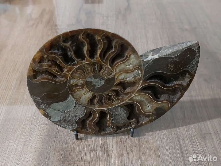 Окаменелости аммониты