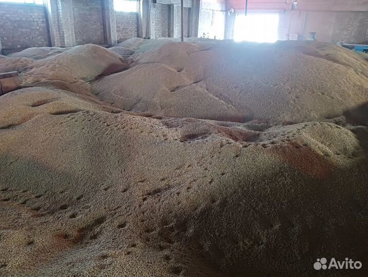 Зерно, овес, ячмень