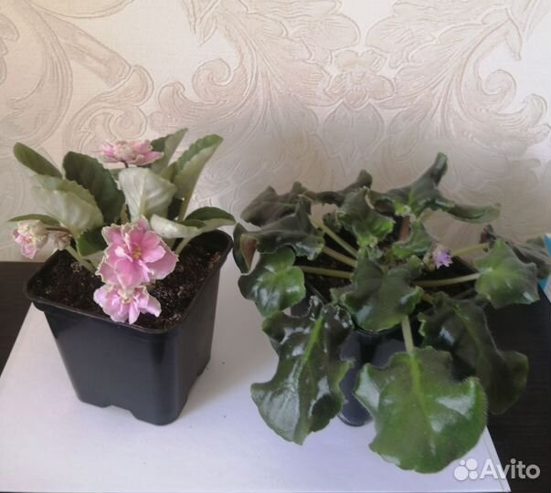 Фиалки в горшках 2 штуки