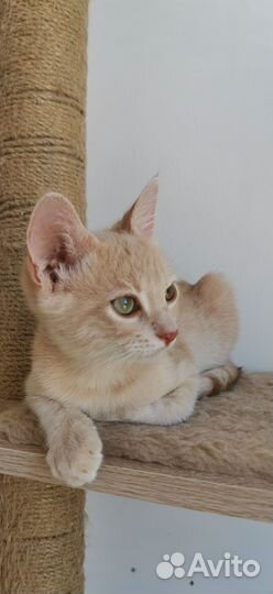 Персиковый котенок мальчик Пирс