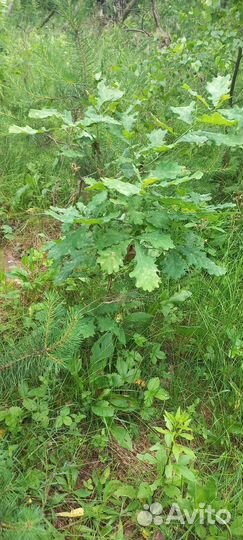 Дубы сосны рябина