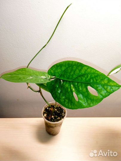 Филодендроны и монстеры