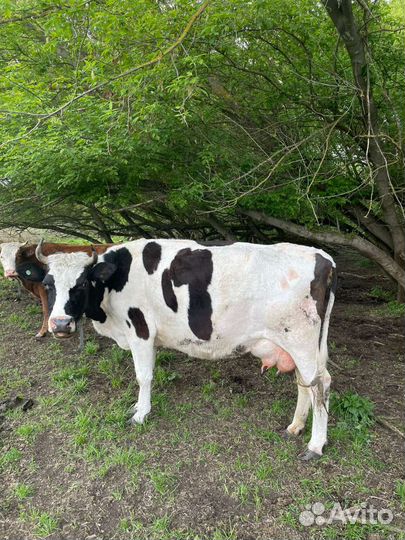 Корова дойная