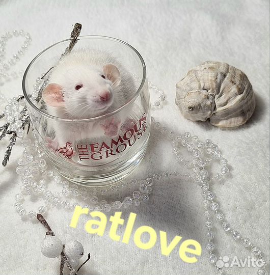 Крысята дамбо от ratlove девочки