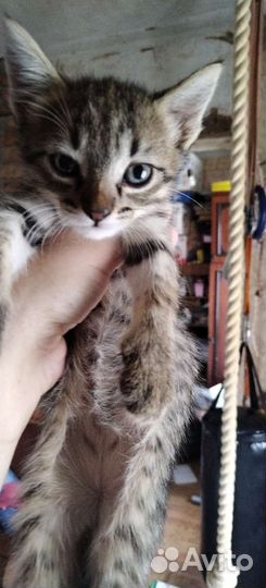 Котята ищут дом