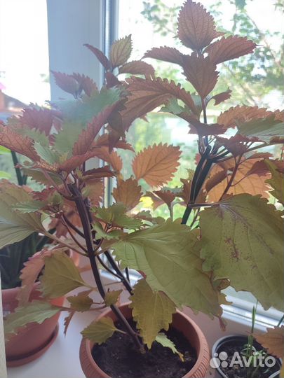 Черенки колеуса