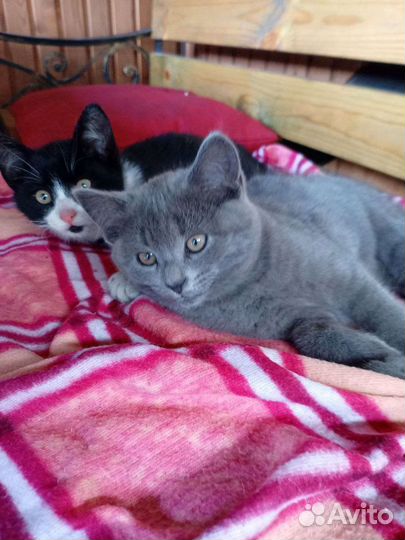 Малышня ищет дом